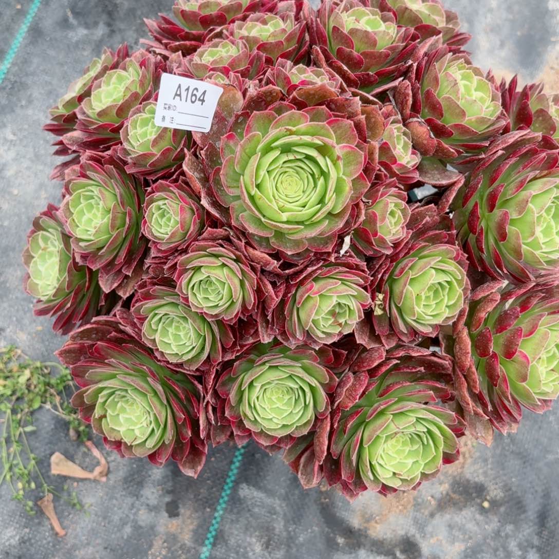 164万彩凤多肉植物的