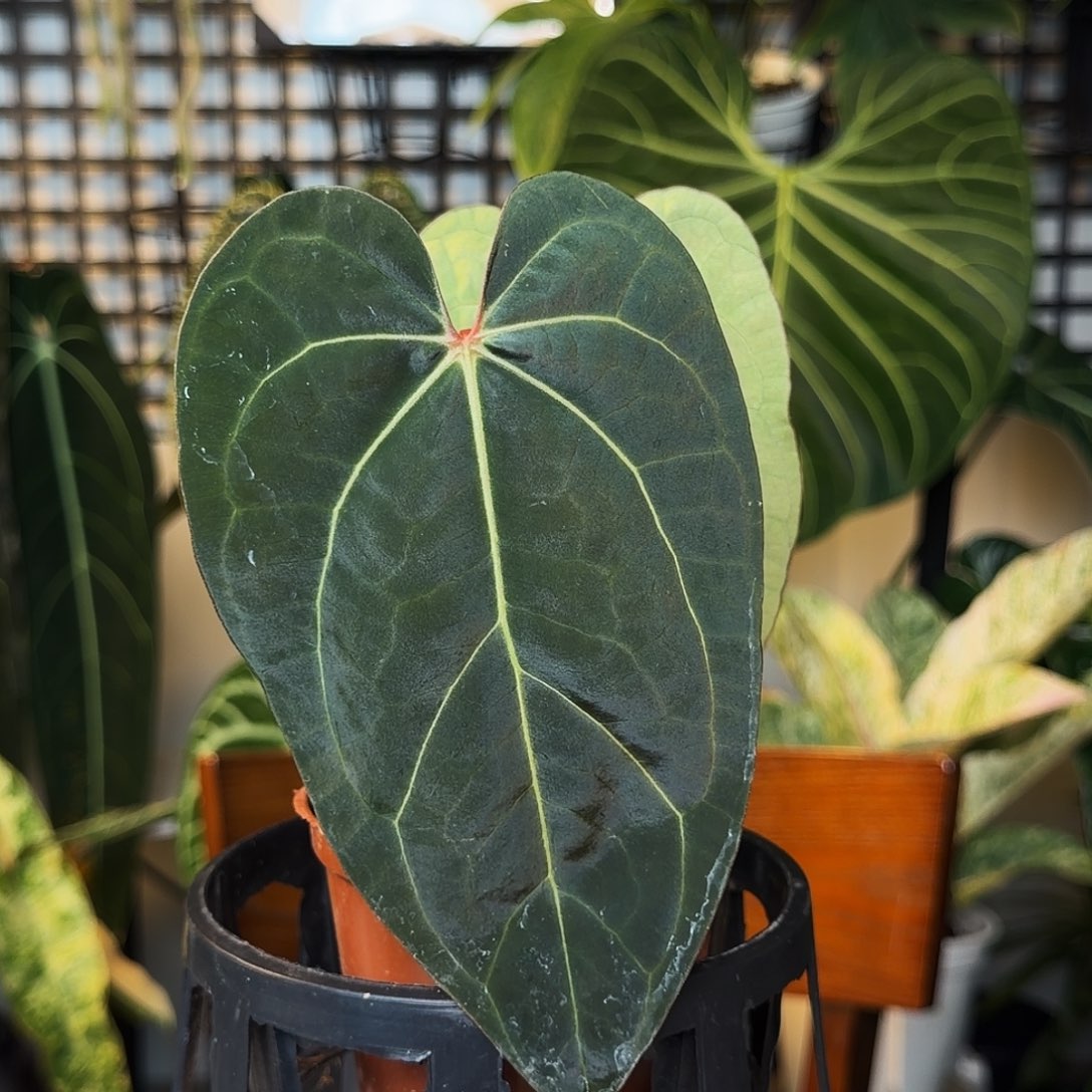 完全开放A08  黑桐杂蓝papi 