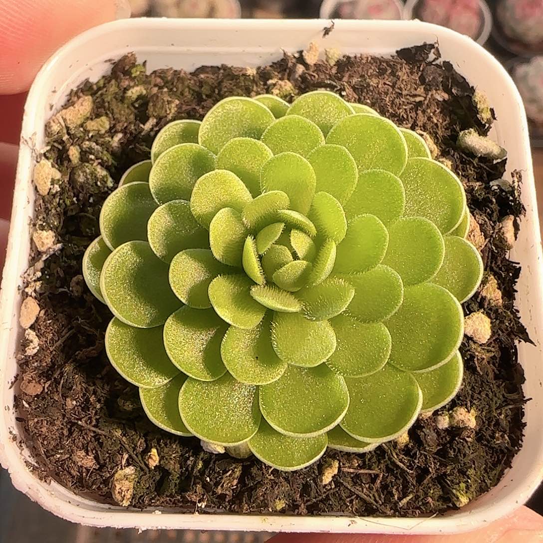 多肉1130-145捕虫堇