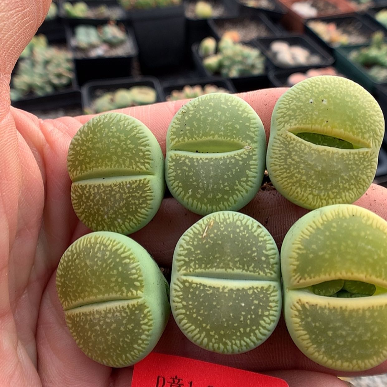 【闪购商品】1-24-8 绿光阳6颗 