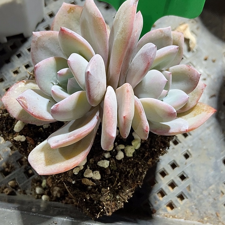 多肉植物韩版奶茶927