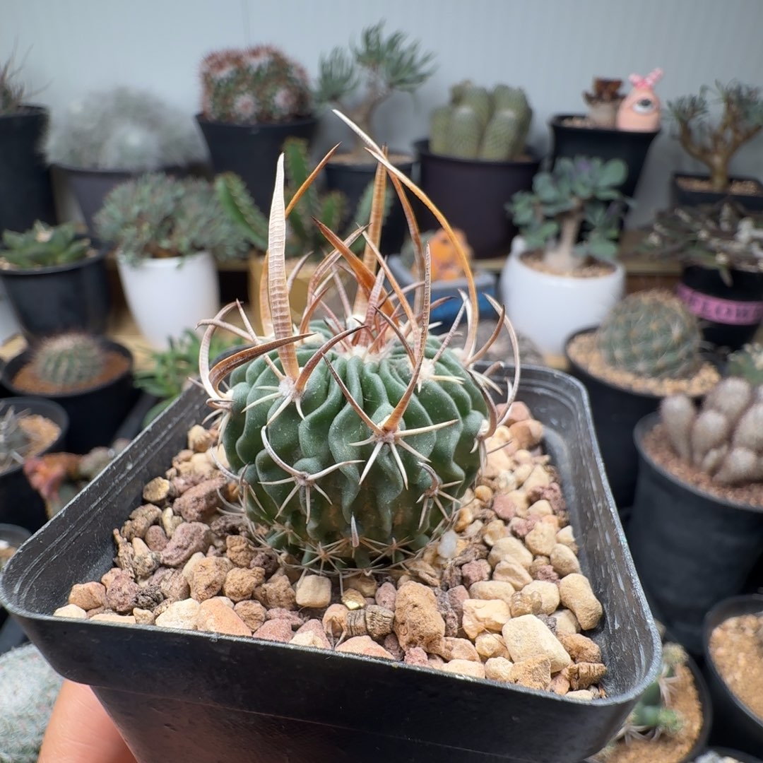 242实生喷泉刺振武玉