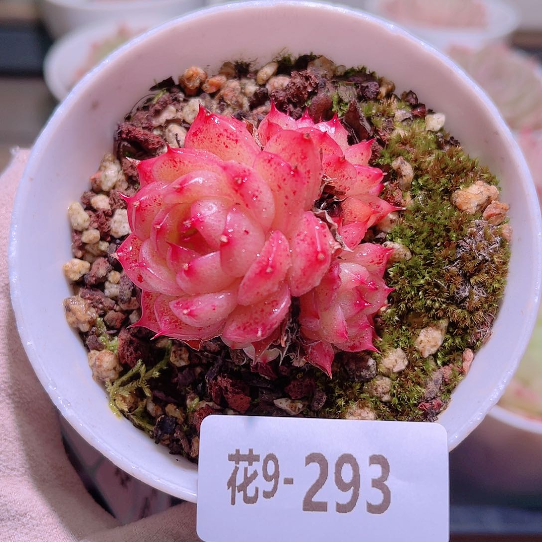 花利美9-293海王