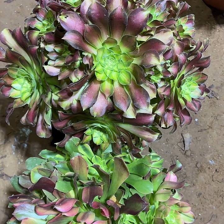 韶华+雅典娜包邮31.8