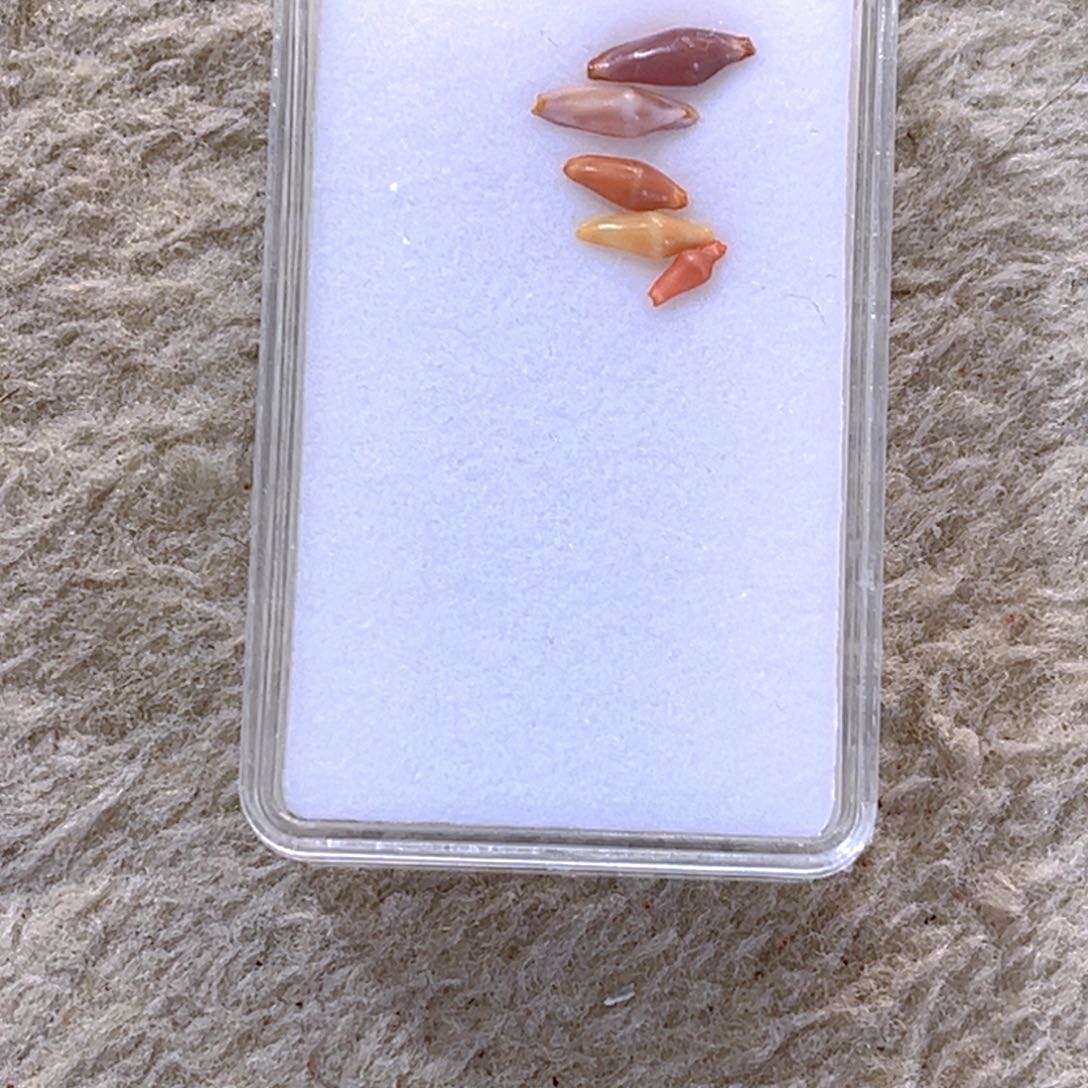 大理石磁石她**影天然贝壳海螺批发零售