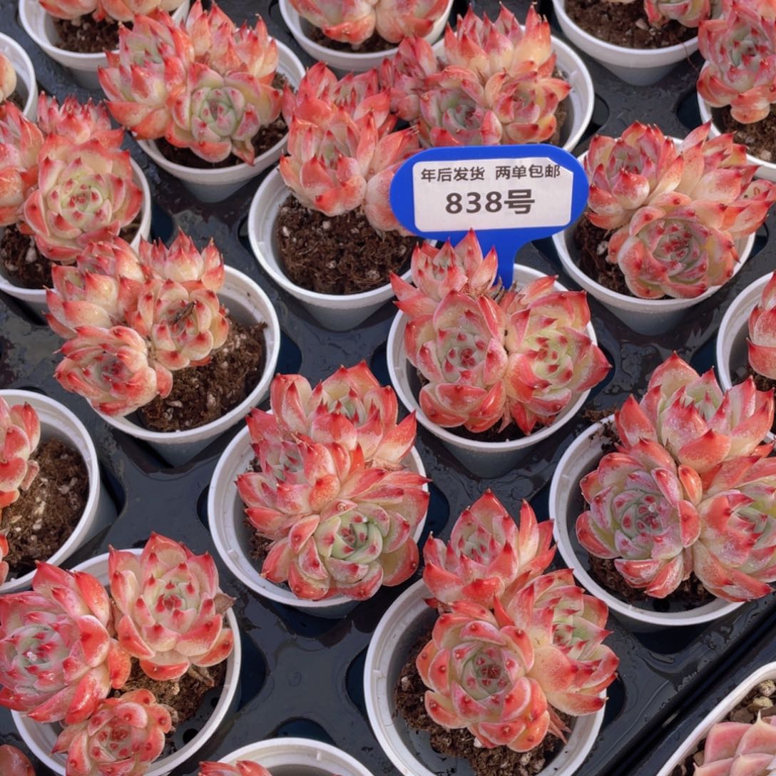 838高多头水蜜桃群两个