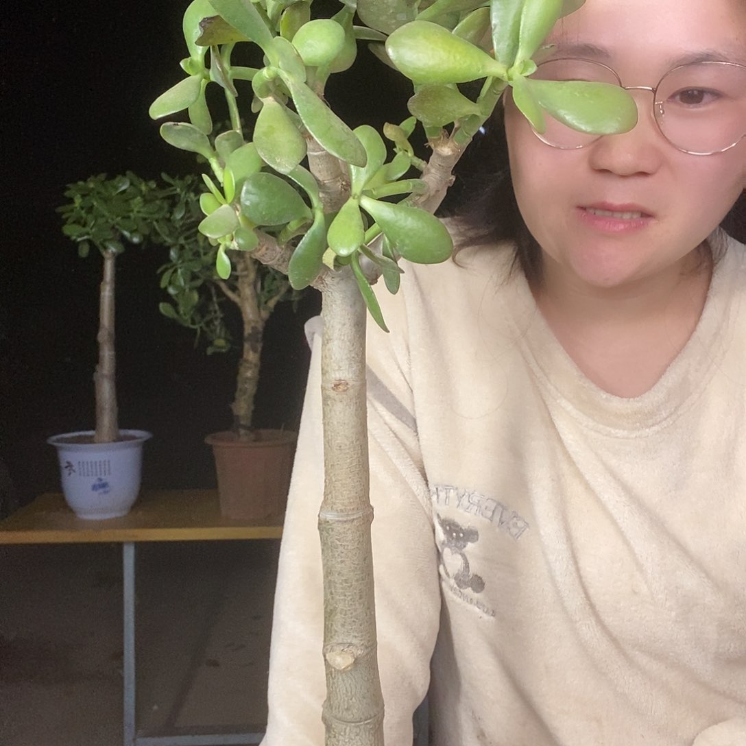 L****i玉树独干一物一拍