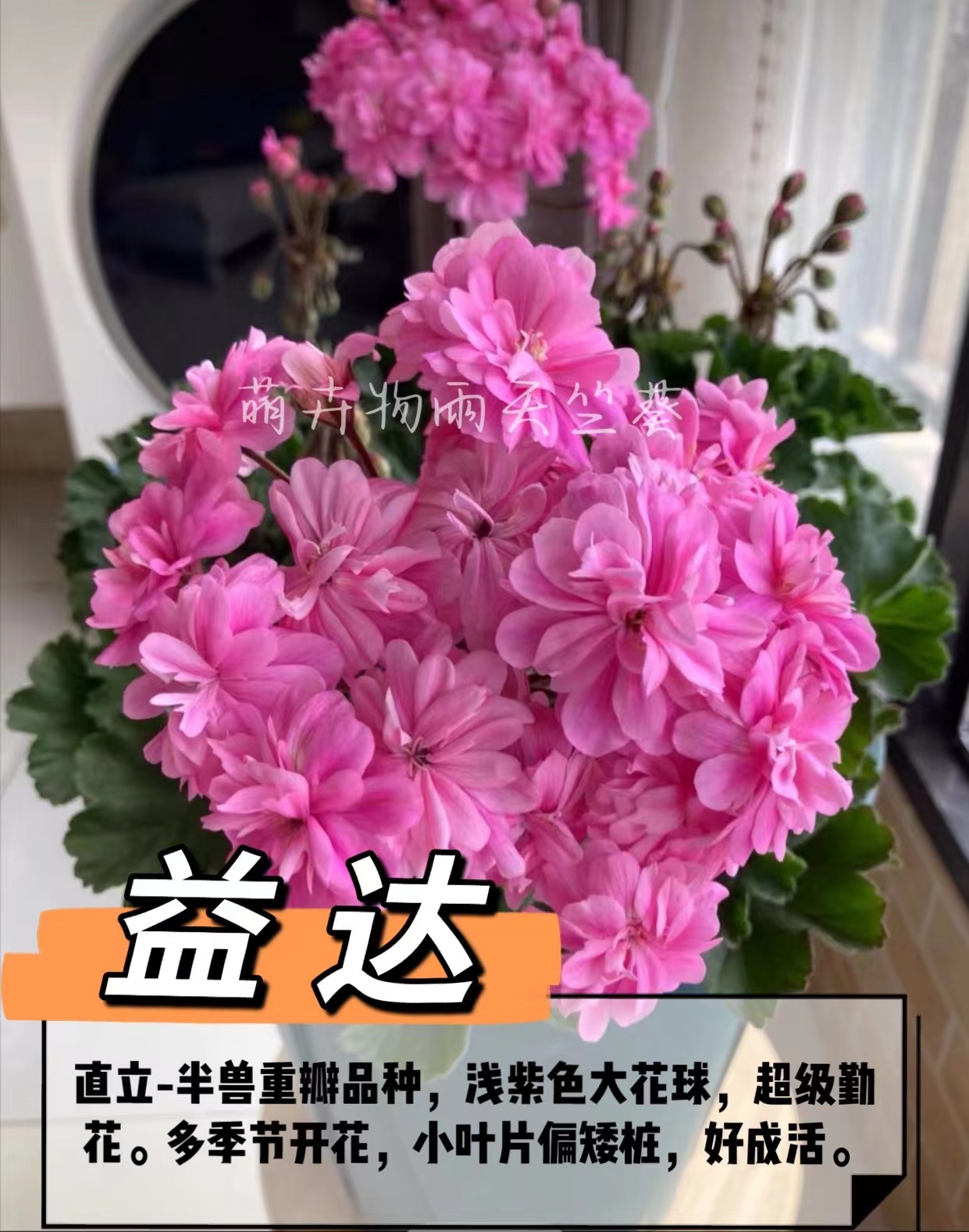 【益达】半兽天竺葵重瓣天竺葵阳台花卉四季开花