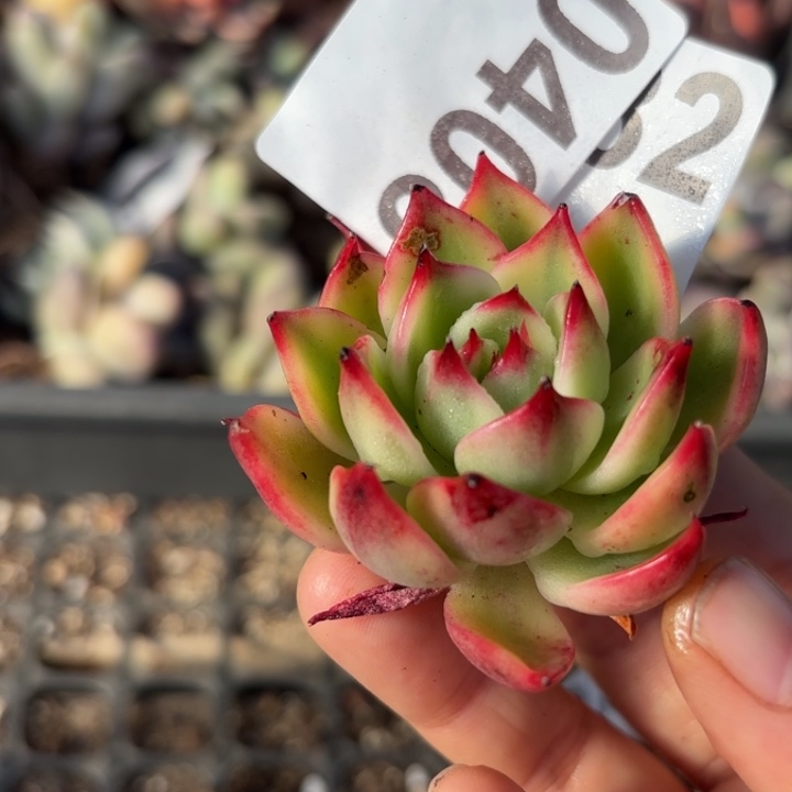 桃花多肉植物满18包邮当场凑单