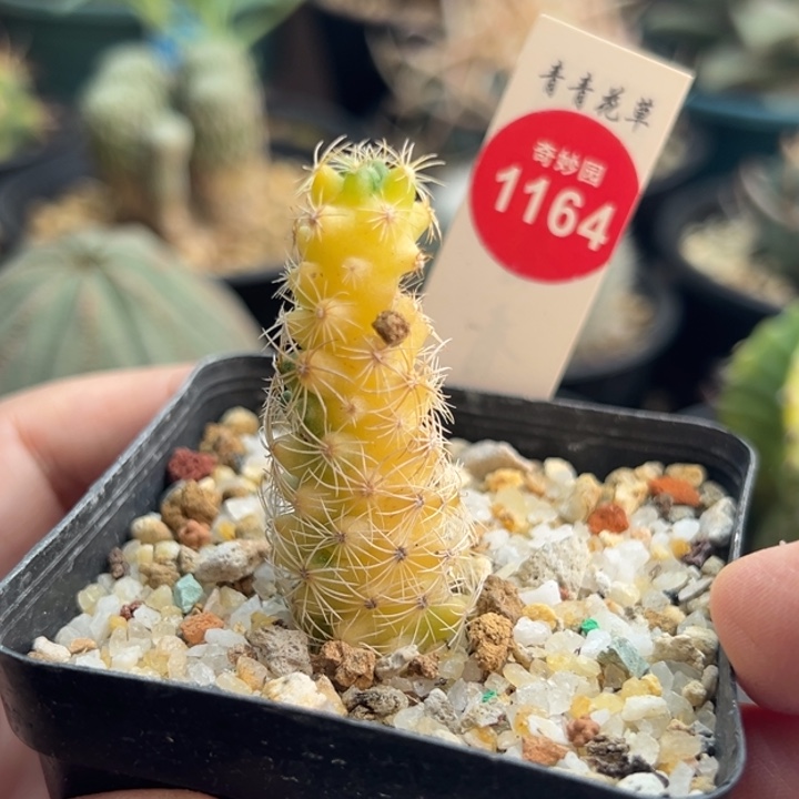 实生球锦一棵仙人球