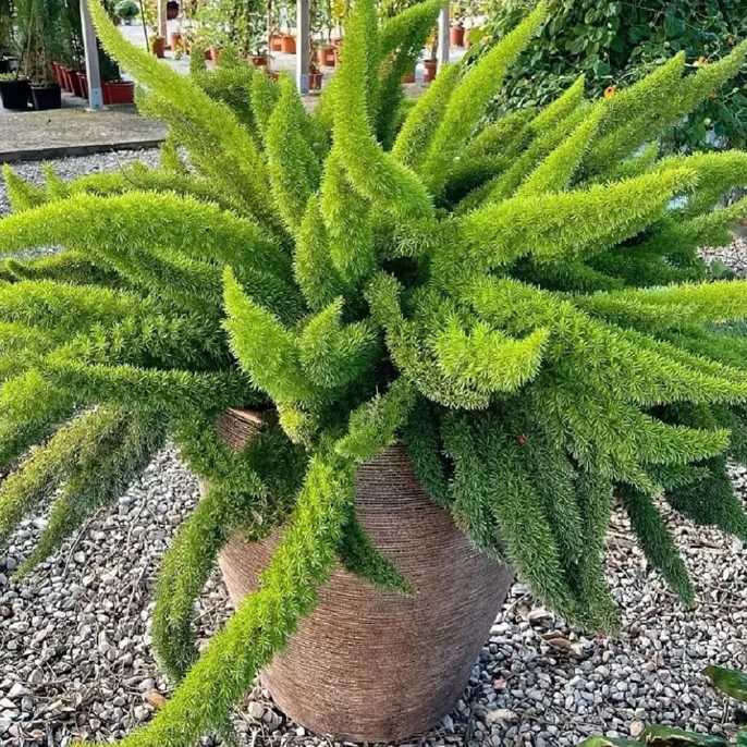 狐尾天门冬绿植盆栽四季常青美观耐旱好养适合庭院阳台