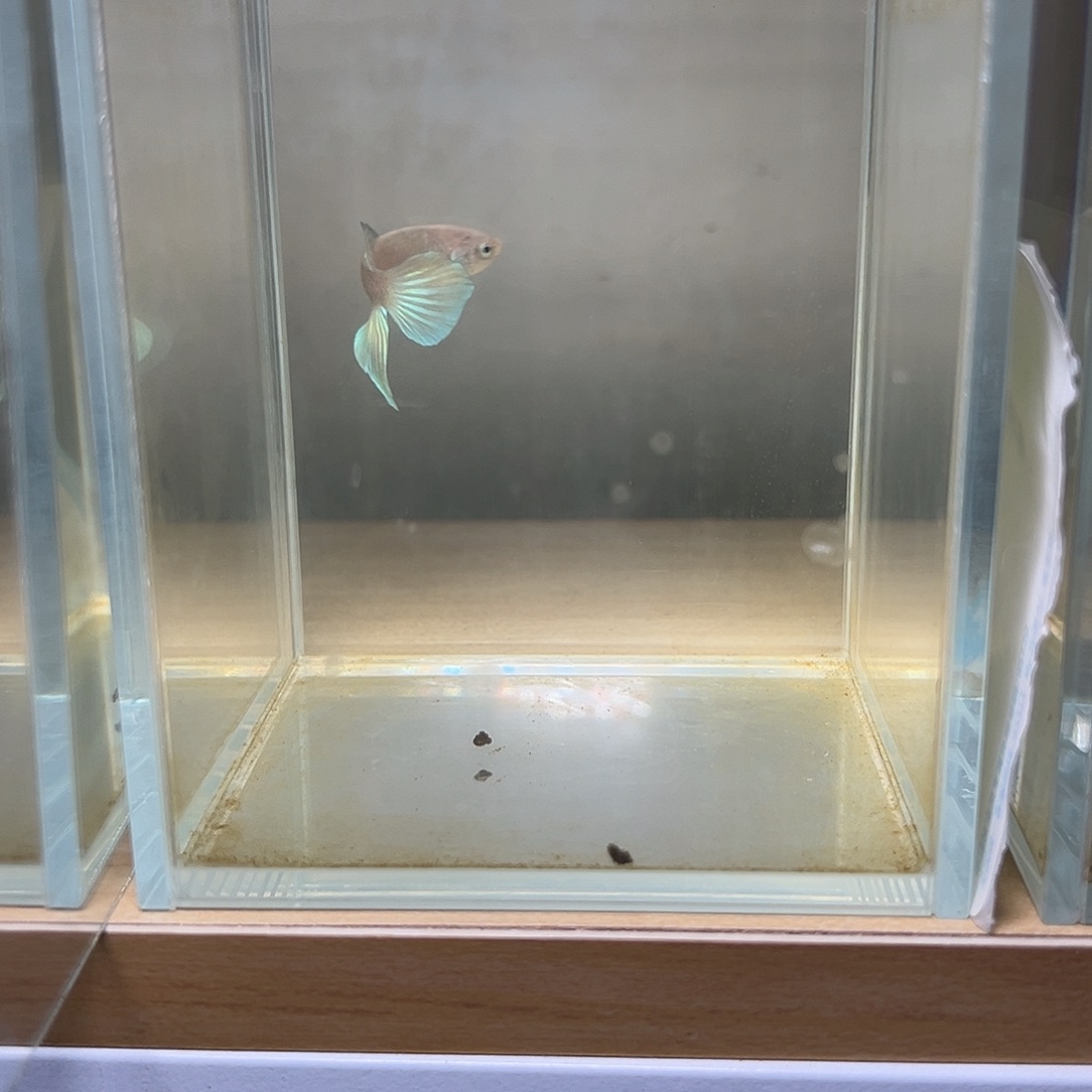 海水鱼泰国原斗斗鱼20号