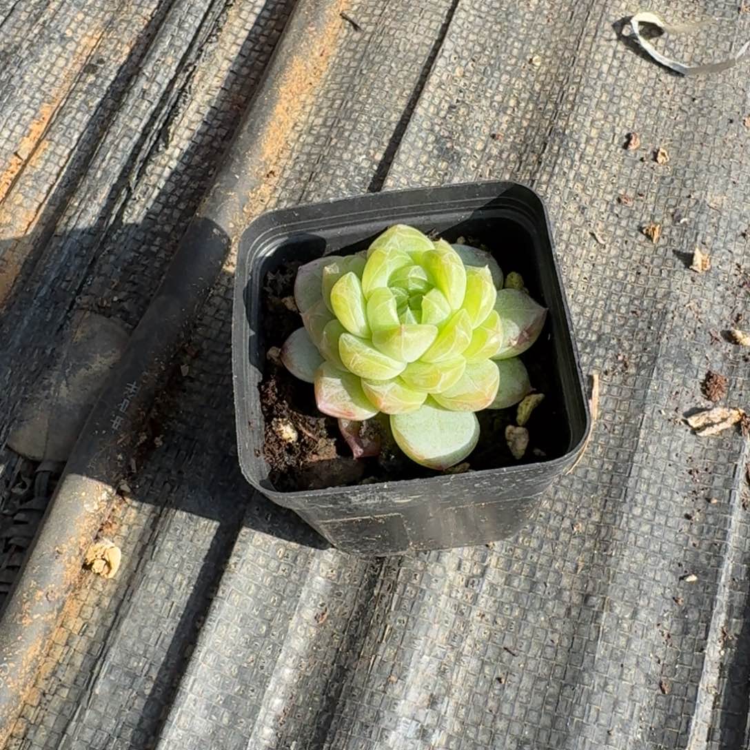 多肉杂交一物一拍24-115