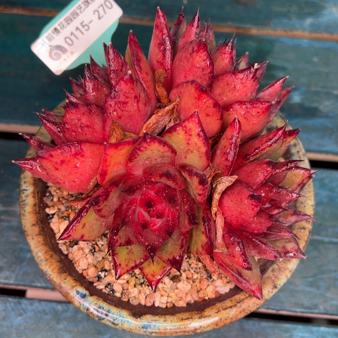 从前慢多肉精选编号0115.270