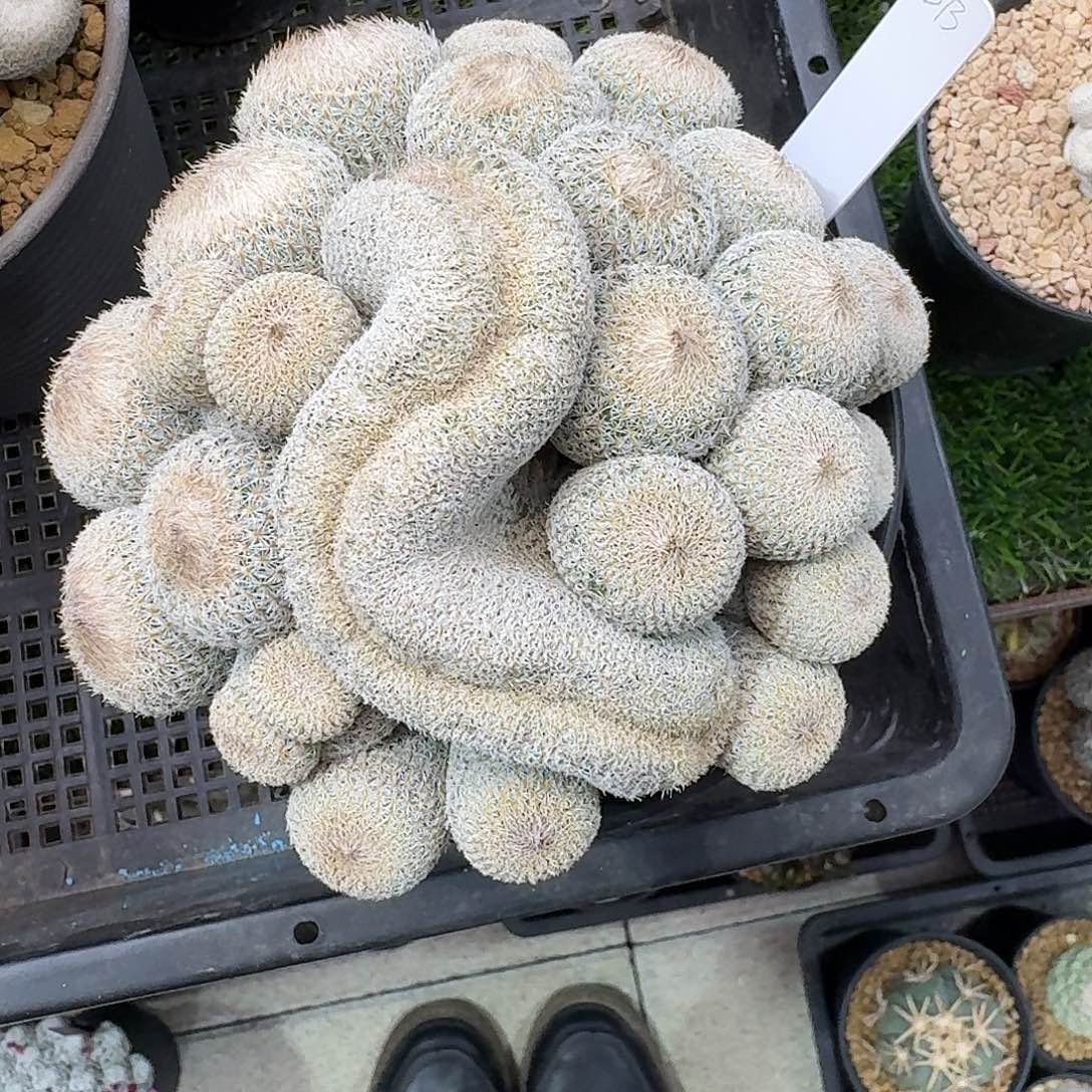 木***茵直播间，木子姐姐啊专拍h