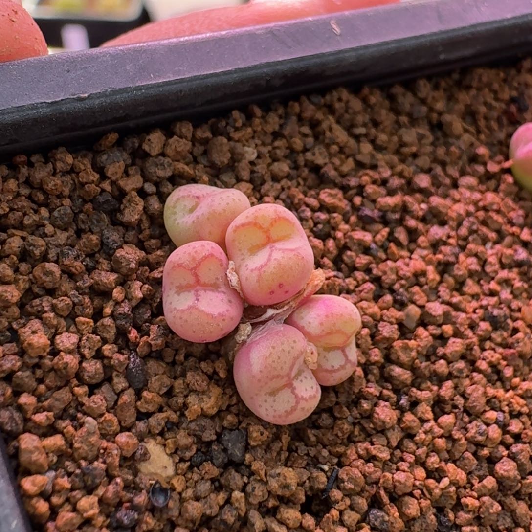 云缦精品番杏19.10 伍斯特猴脸