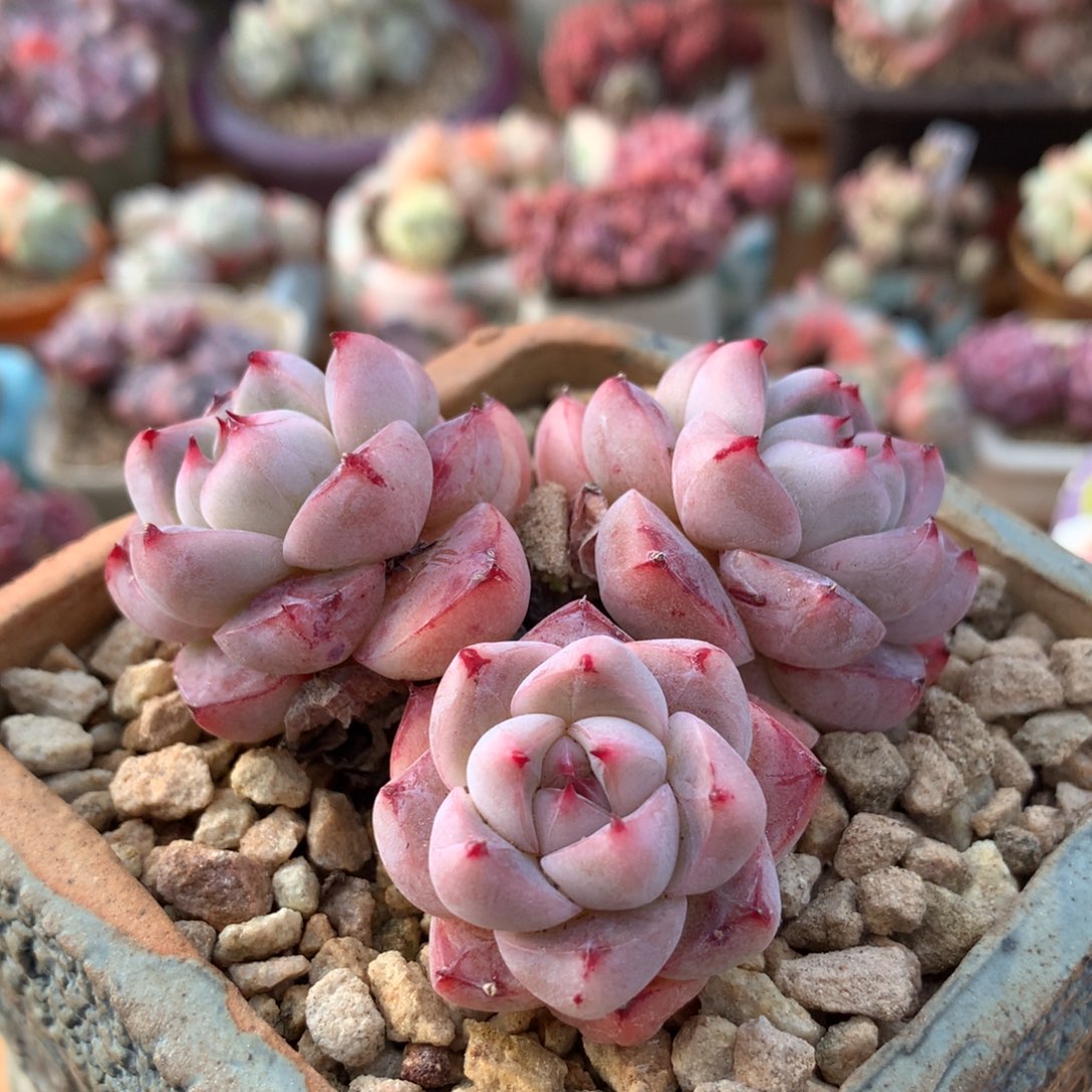 佳人一物一拍 014