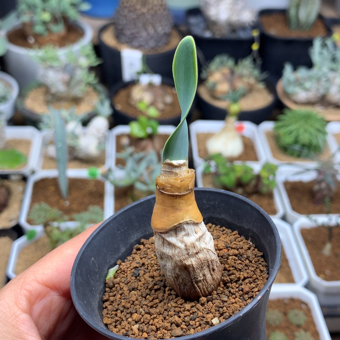 产地巨凤之卵带盆1.4cm