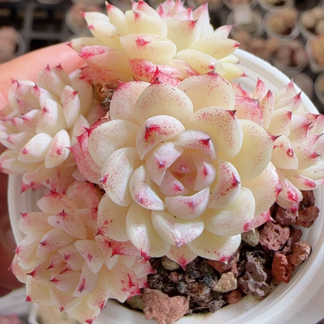 花语多肉0103-67魔仙散