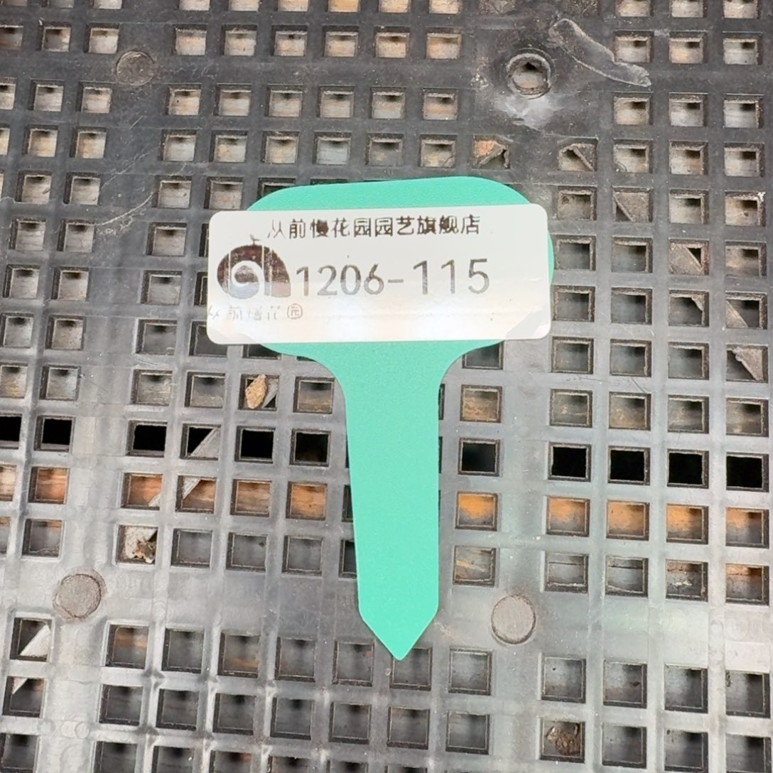 从前慢多肉精选编号1206.115