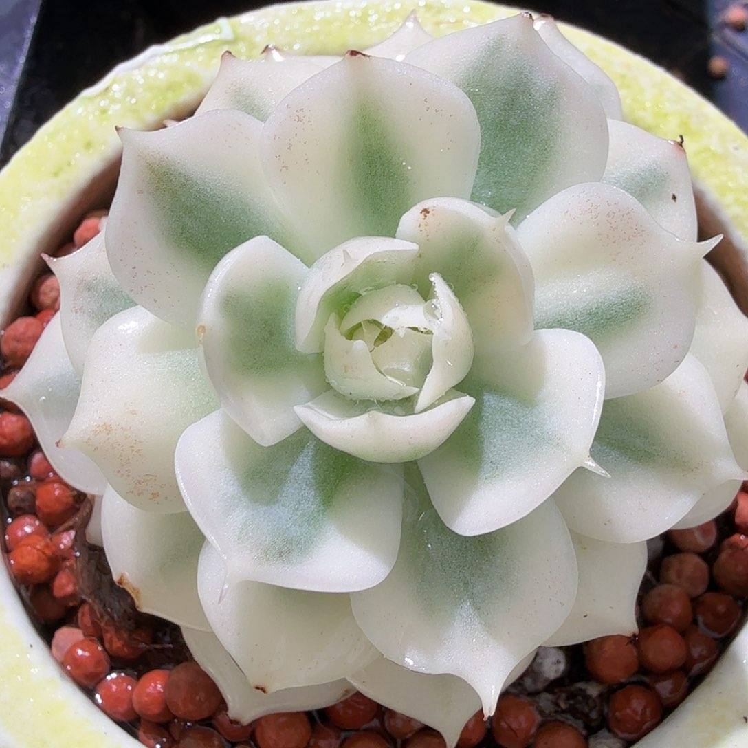 雪域锦，多肉植物