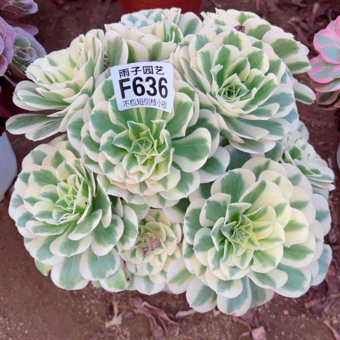 636迈巴赫尺寸25左右