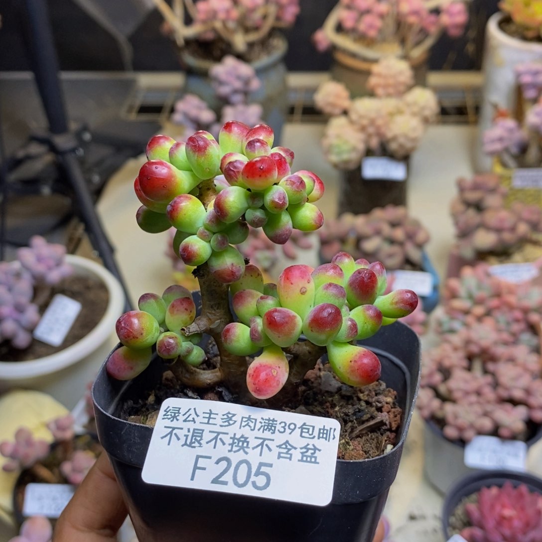 205乙女心多肉6c m