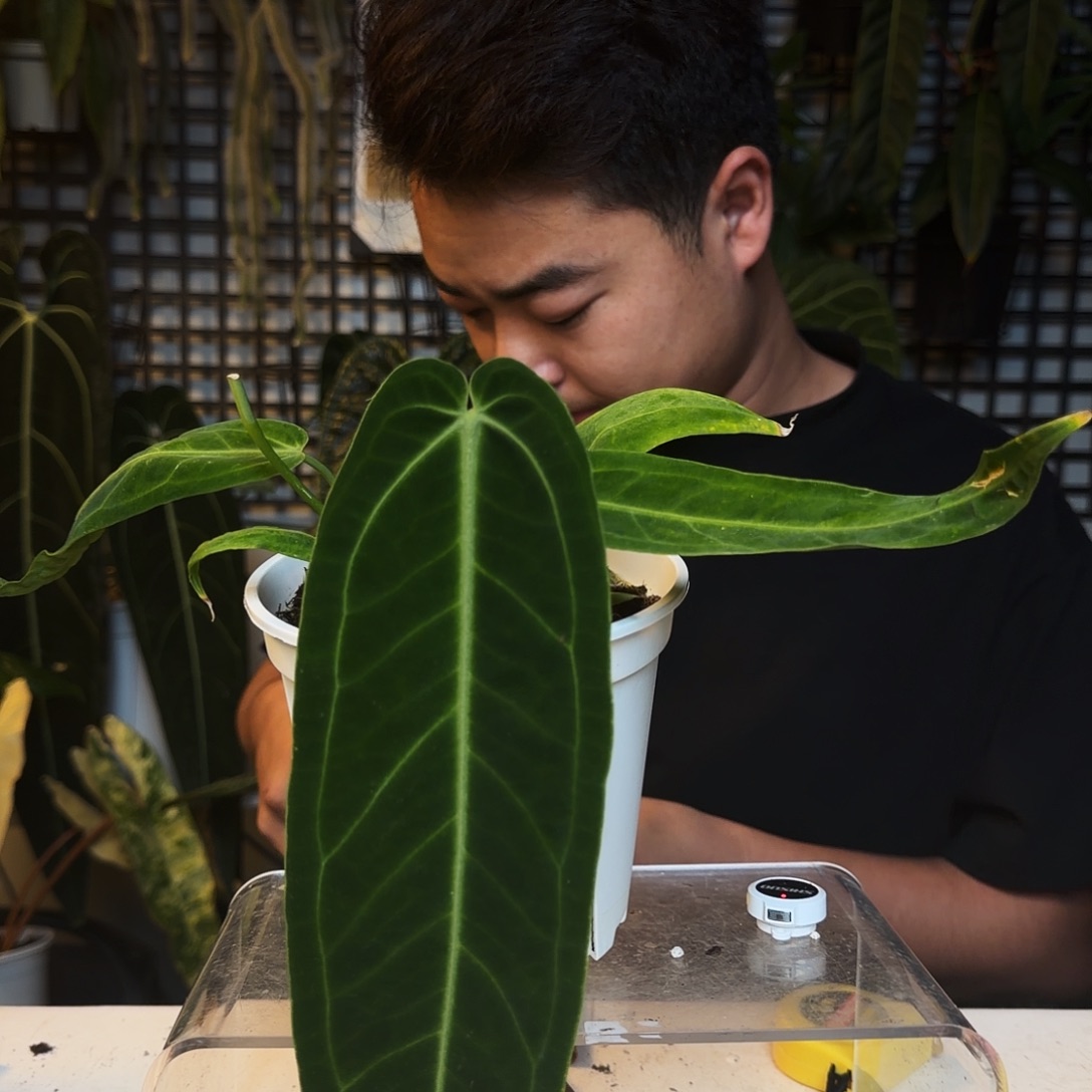 完全开放B73火鹤后