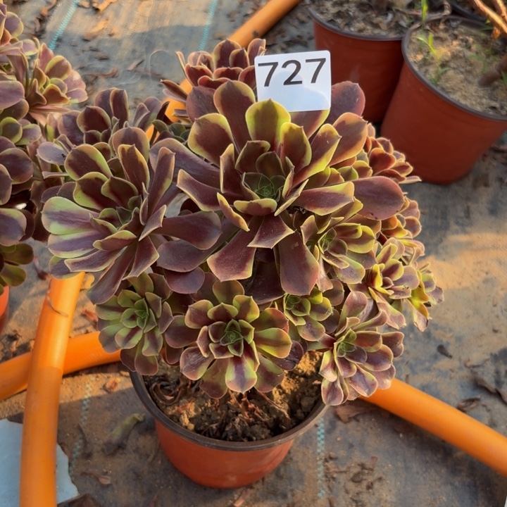 欧佳丽多肉植物不包损727杆不直