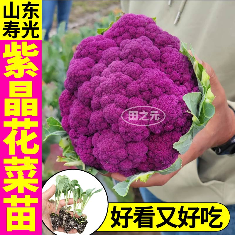 山东寿光耐寒紫晶花菜苗秧紫色花椰菜种子有机花菜紫甘蓝四季盆栽