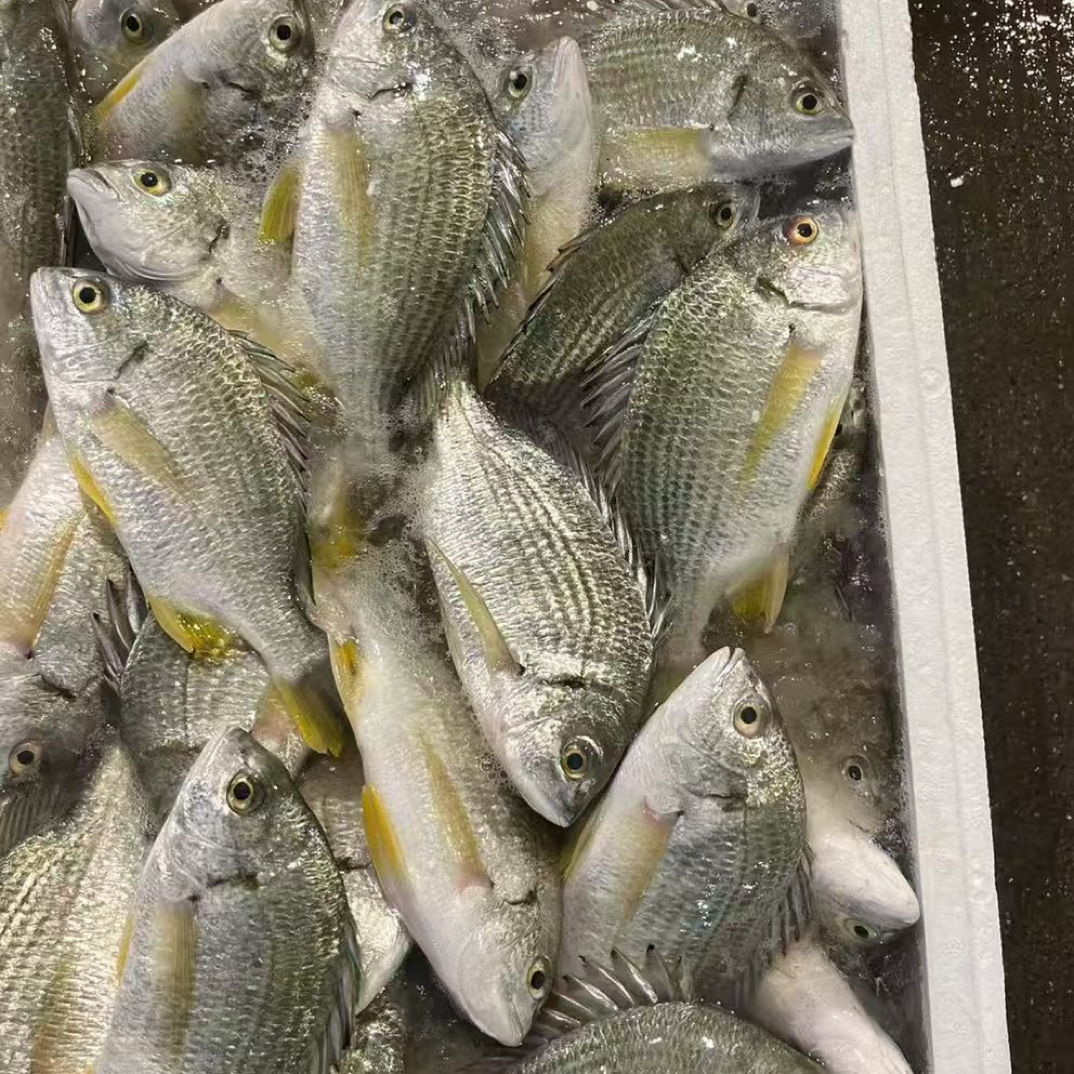 新鲜黄蜡鱼顺丰包邮