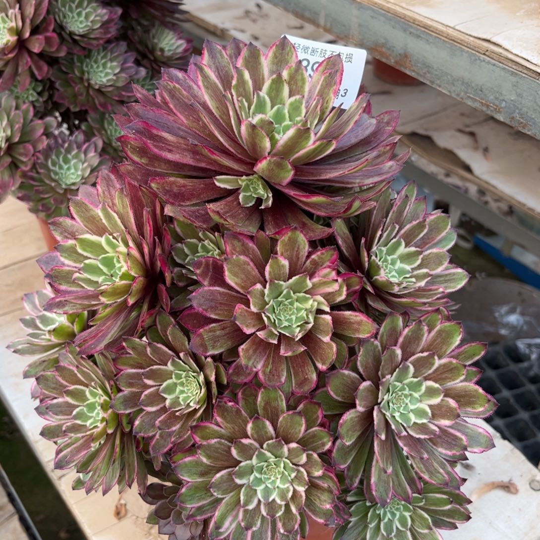 894繁星多肉植物法师