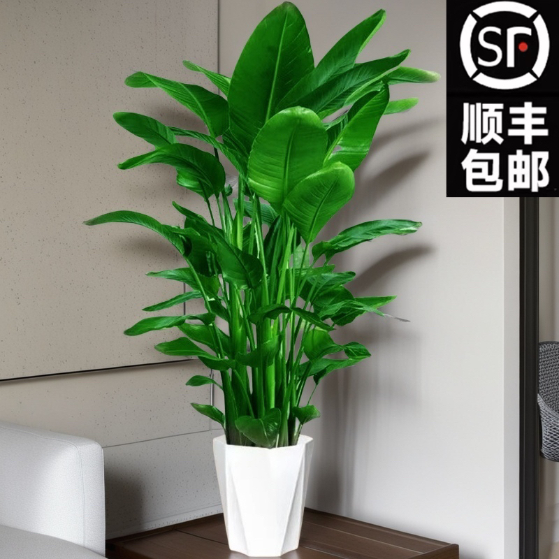 【顺丰包邮】1.2-1.4米天堂鸟望鹤兰大型室内绿植盆栽净化空气好养