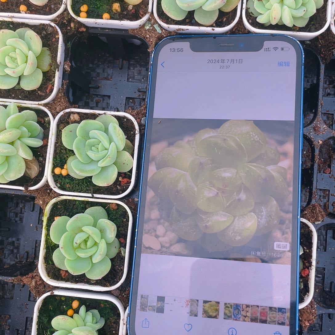 阳阳甜心中盆一个满25包邮