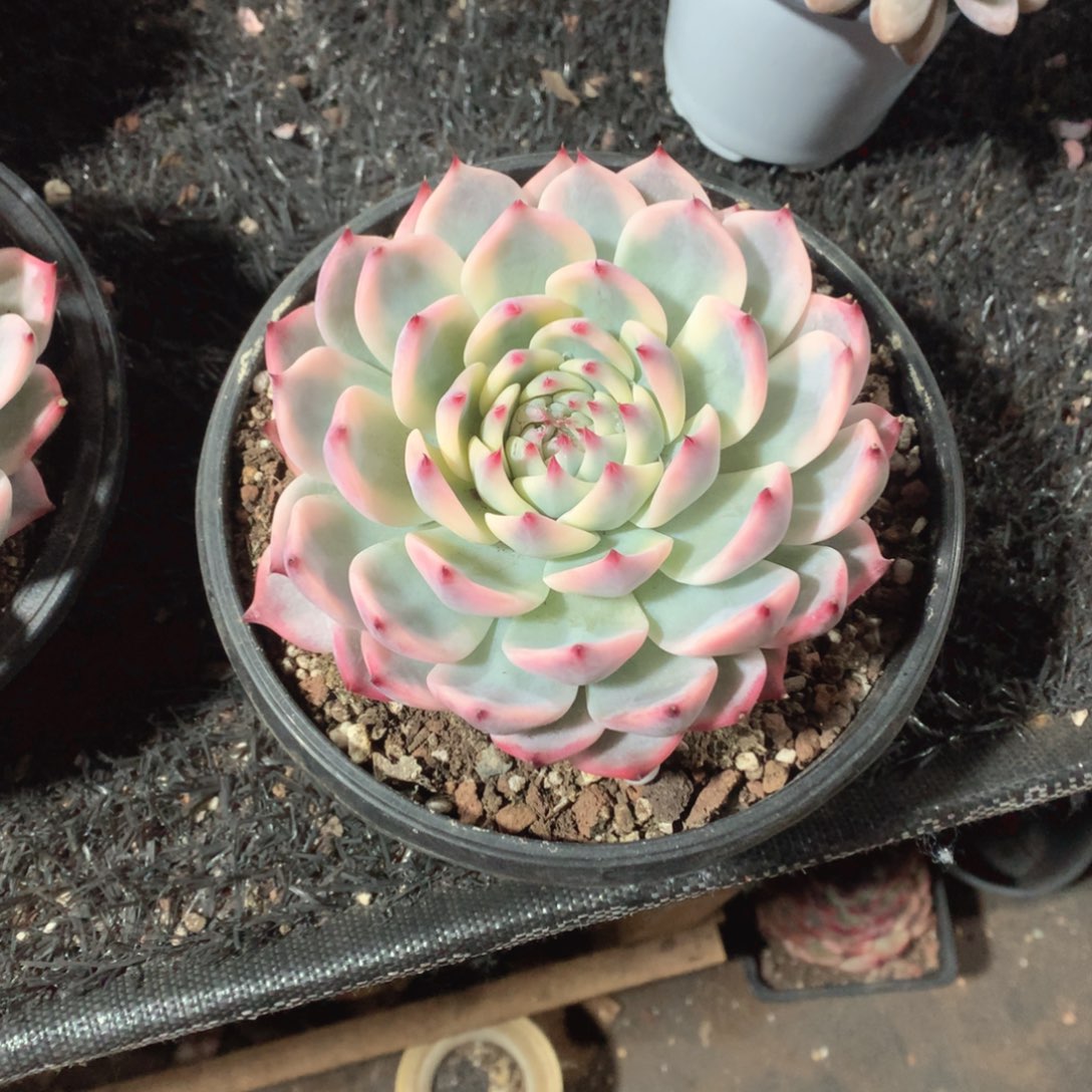 多肉植物多肉植物