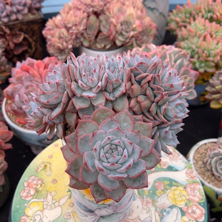 粉蓝鸟 缀 16公分 不带盆