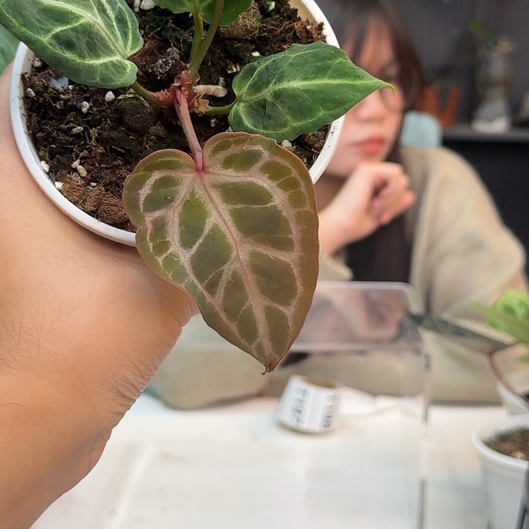 采***爷完全开放T195粉柠檬红杂银色衬裙