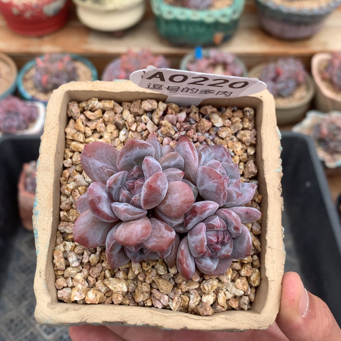 A0220 紫皮星影小脸群 有砍 7cm