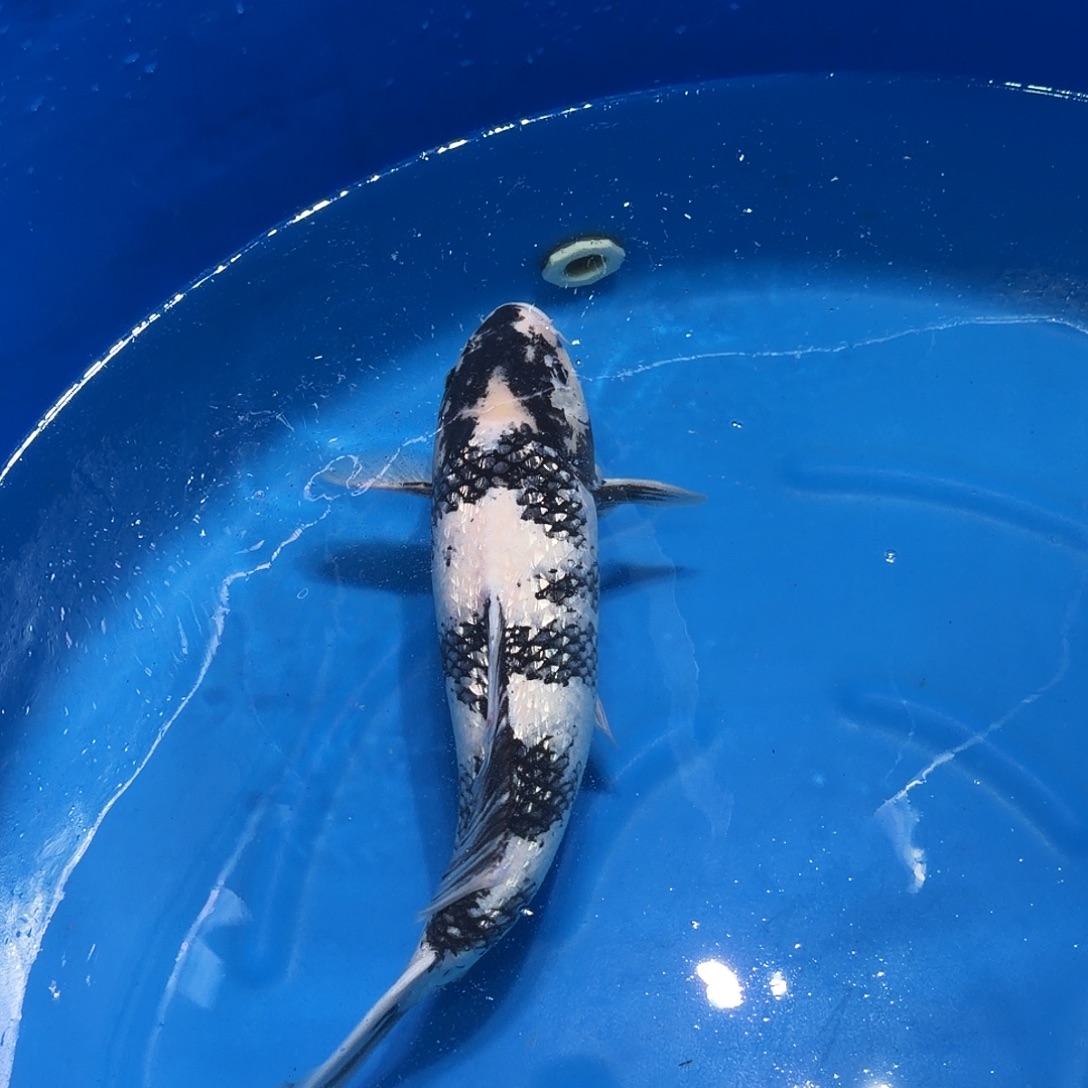锦鲤白鞋专拍链接