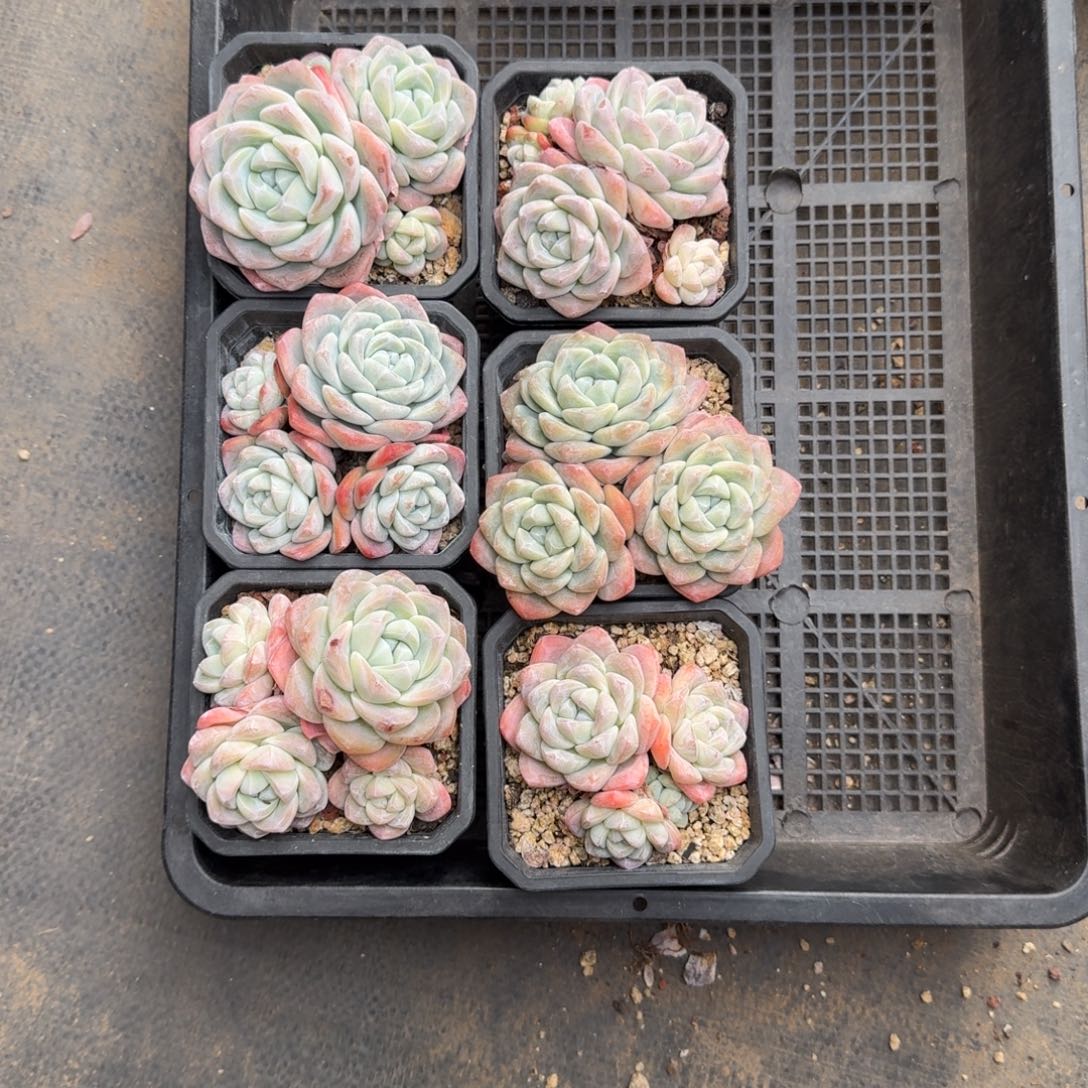 明**…6颗一起一物一拍的