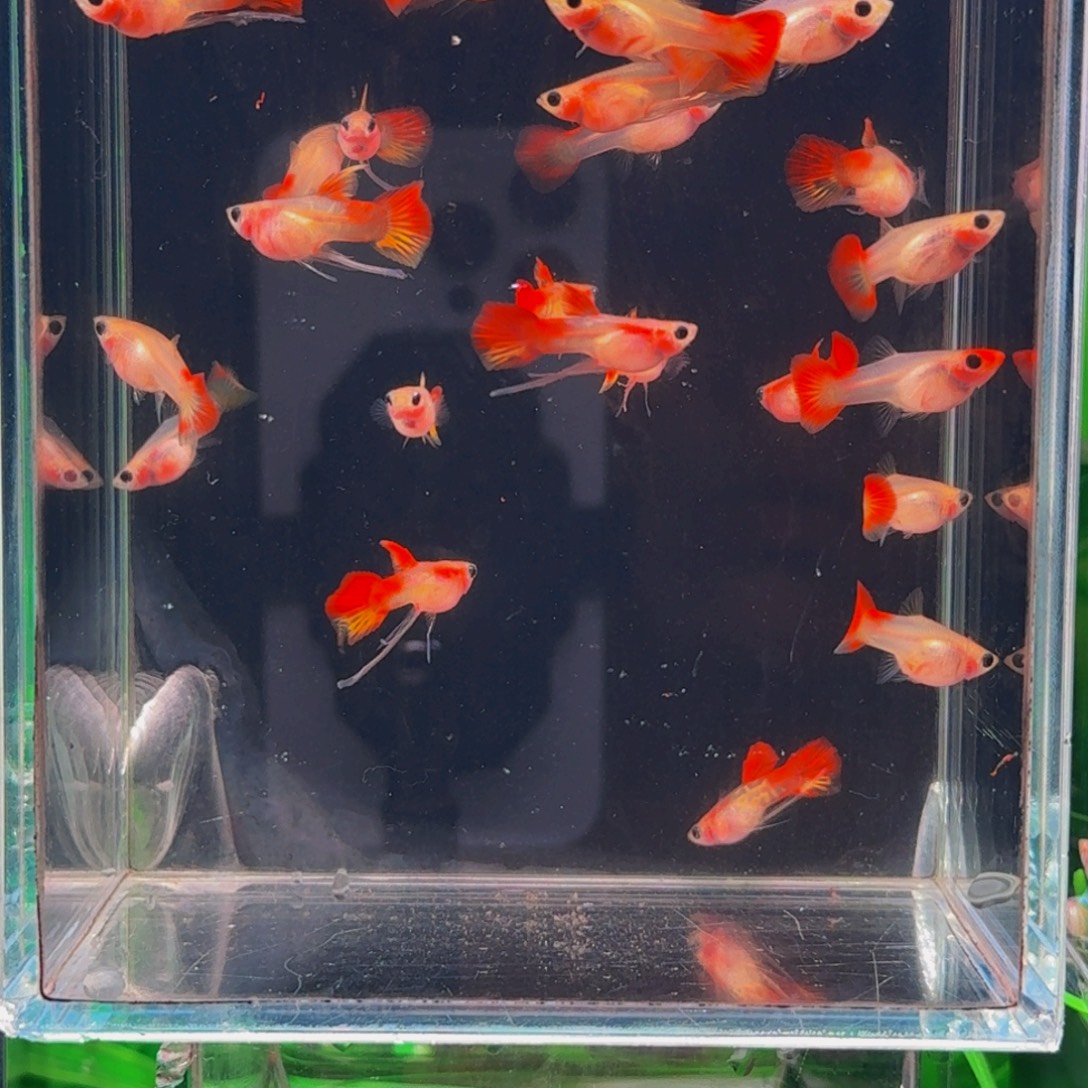孔雀鱼皇家落日琉璃玻璃猫缎带大c公鱼，普通母鱼，1对