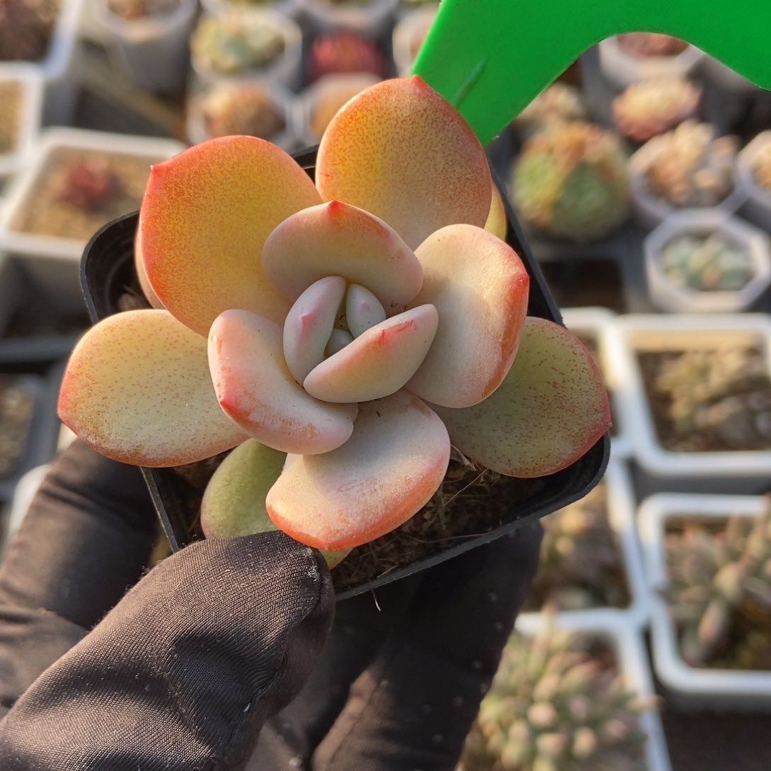 771奶茶多肉植物保护