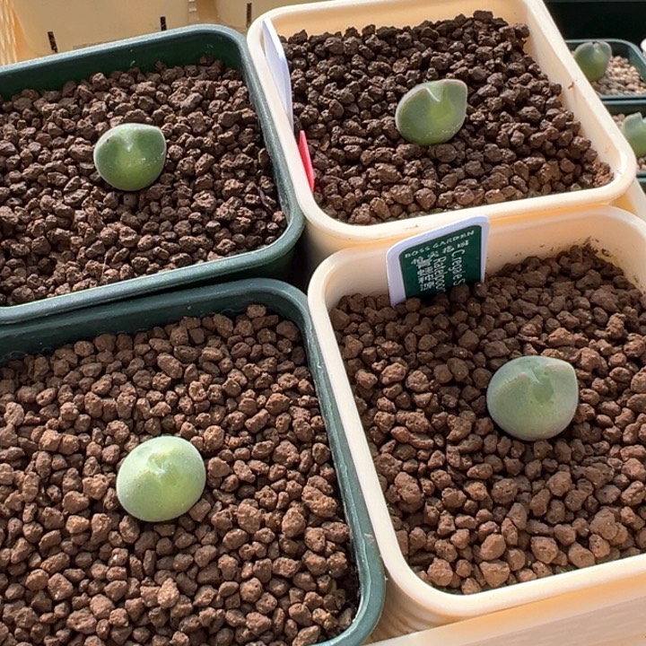 668。 青蛙种源两年大眼空蝉。买三送一