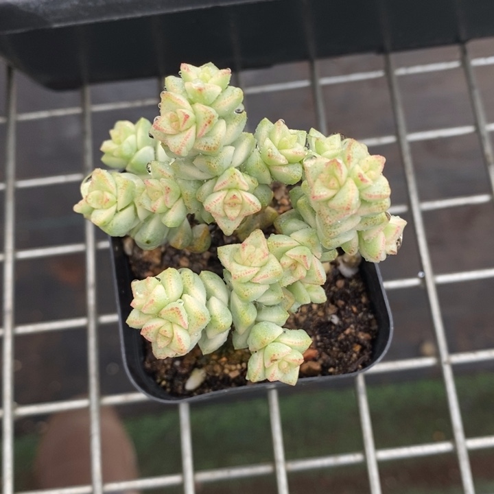 伯克利和格蕾纳等人