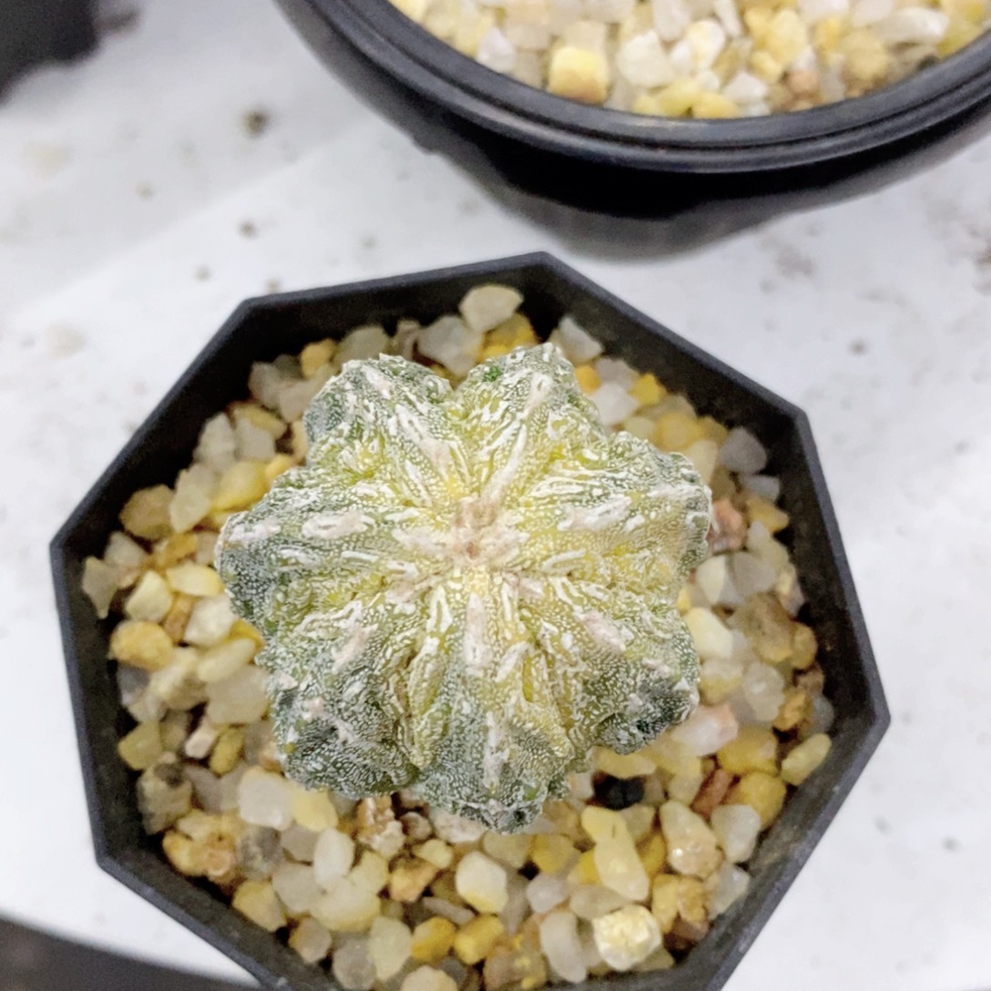 小***芝仙人球实生核桃黄体带盆