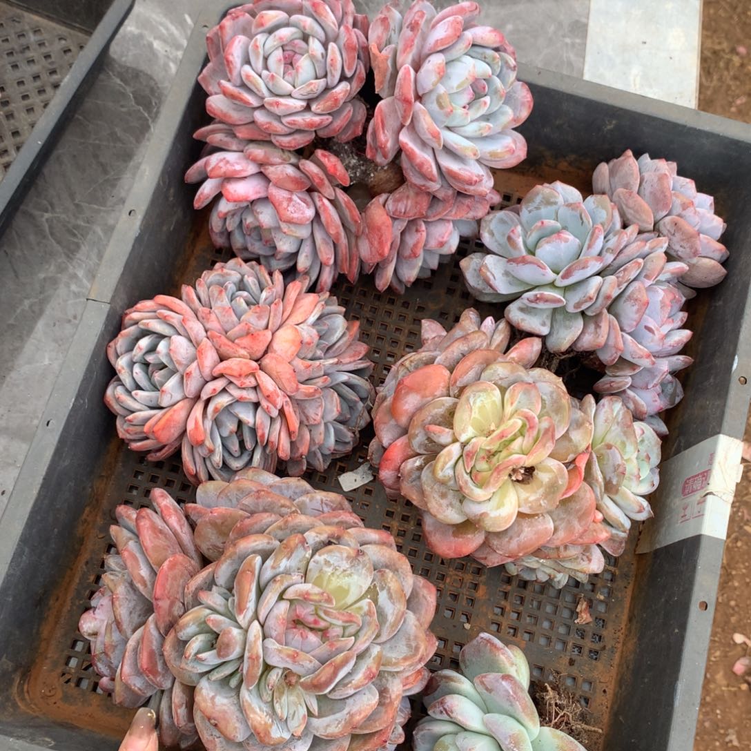 石榴籽哈哈哈哈哈哈哈哈哈