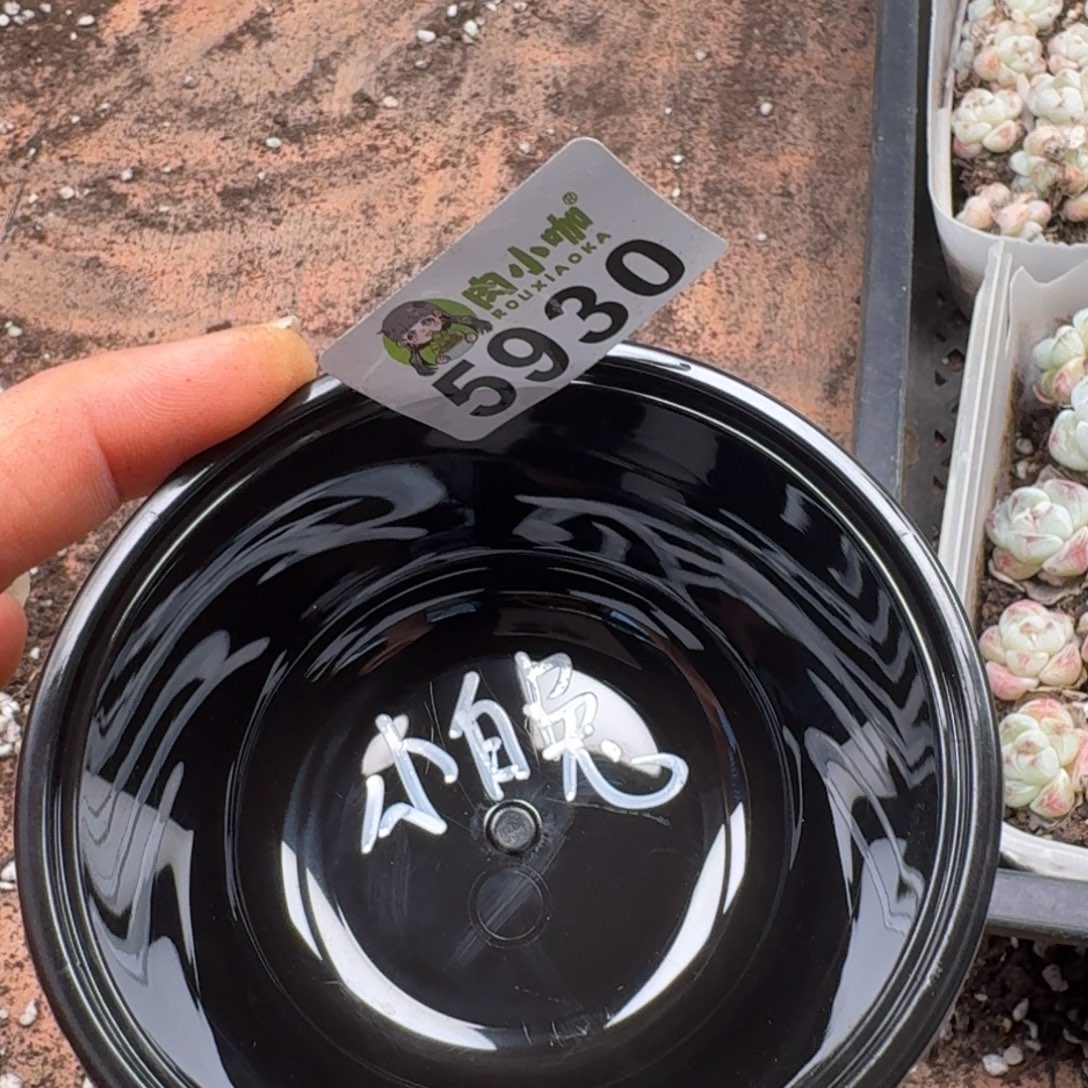 七****多肉植物多肉植物