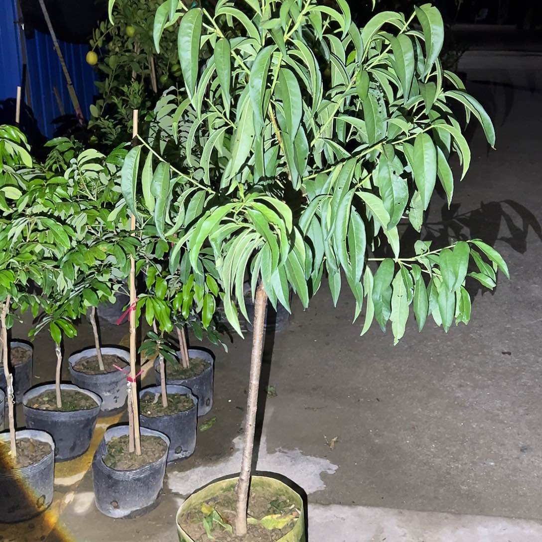 旭***日果树果树果树111111