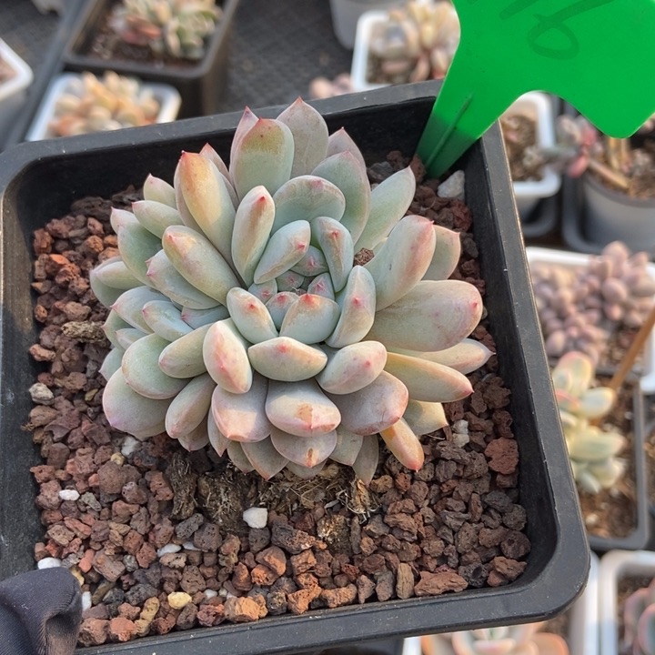 916橙子多肉植物保护