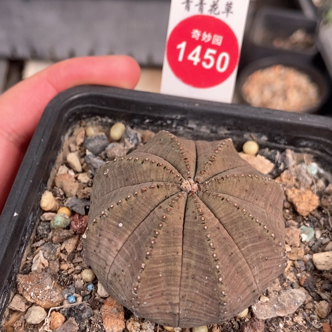 实生欧系布纹球4.9cm